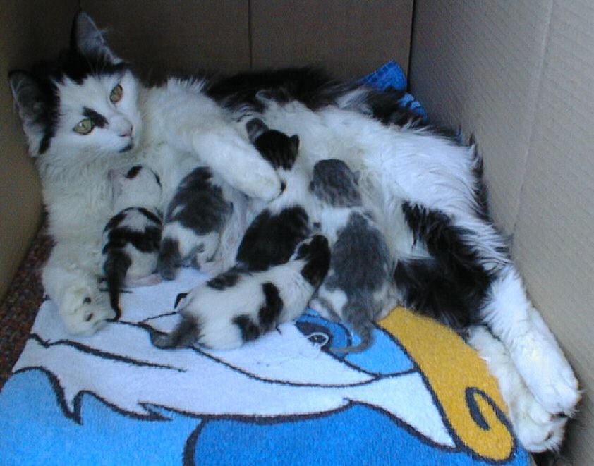 Katzen Geburt